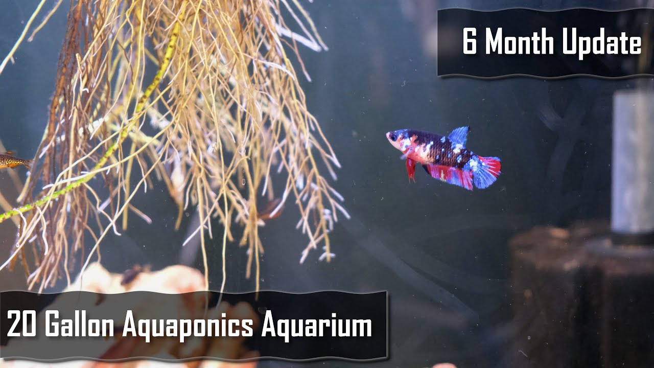 20 Gallon Aquaponics Aquarium - 6 Month Update - Betta - Danios - Roots!