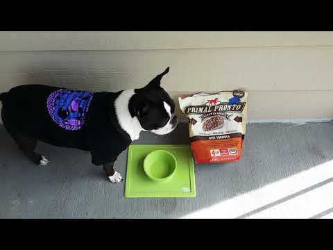 Video: Boston Terrier: Penerangan Baka, Ulasan Pemilik