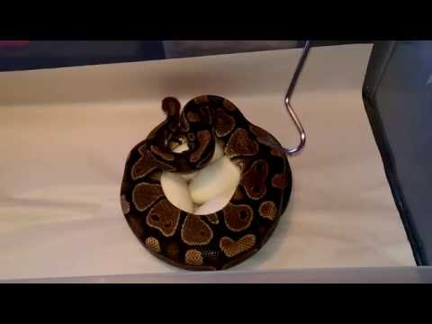 Clutch 3 of 2015, banana/spider x Dinker female