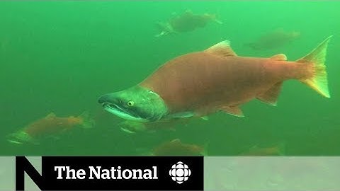 Sockeye salmon return to B.C.
