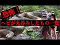 【人間を⁉巨大生物？】蛇が丸呑みした意外なものたち！【巨大生物ニシキヘビ！】