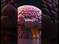 HOW BRAIN TUMOR forms 🧠 #facts #shorts #viral