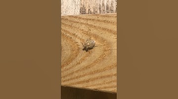 Rough Stink Bug #stinkbug #insects #nature #shorts