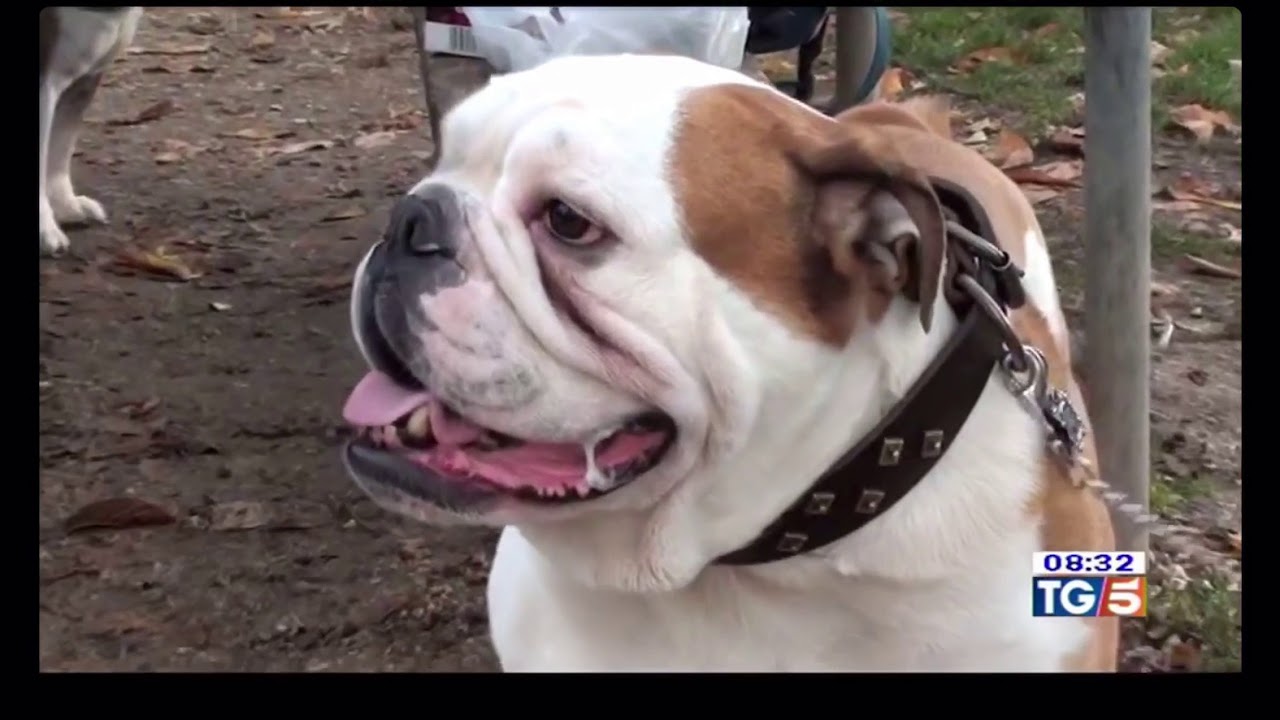 IL CABI AL TG5: AL #BULLDOGDAY PROTAGONISTI I BULLDOG INGLESI