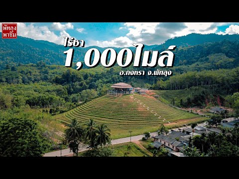 ไร่ชา 1,000 ไมล์ รีวิวจุดเชคอินใหม่พัทลุง I VLOG I พัทลุงพาชิม 2022