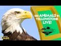 Bald Eagle Facts and Behavior