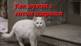 Весёлые Истории про котиков