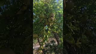 Как растет гранат