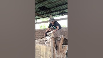 Giant Teak Wood Cutting Skills
