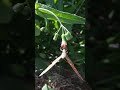 🦋🙏🏻❤🥰 #felicidade #nature #butterfly #insectos #insects #insectsworld #insect #insectslovers #love