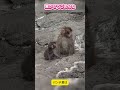 🐵【感動】赤ちゃん猿に驚いて…その後のパンチくんの“神対応”に涙。