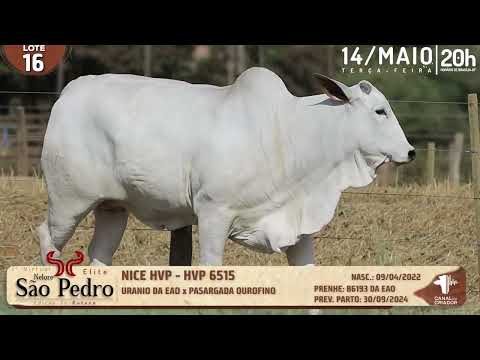 LOTE 16   HVP 6515