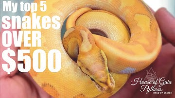 My top 5 ball pythons OVER $500
