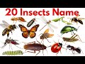 20 कीड़ों के नाम सीखें | Insect Names for Kids | Kids Learning Video @Tinukidsclass
