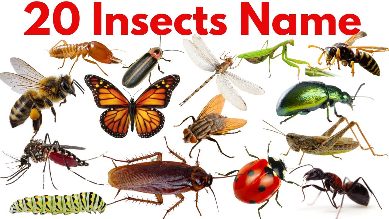 20 कीड़ों के नाम सीखें | Insect Names for Kids | Kids Learning Video 