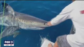 Great white shark bites boat in Gulf waters off Tampa Bay