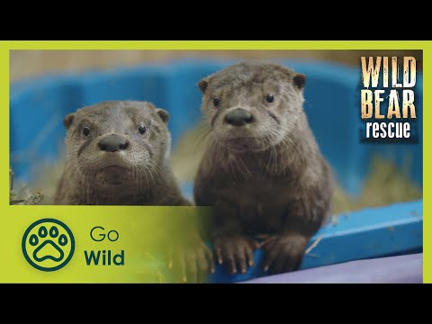 Catch and Release | Wild Bear Rescue S3E10 | Go Wild