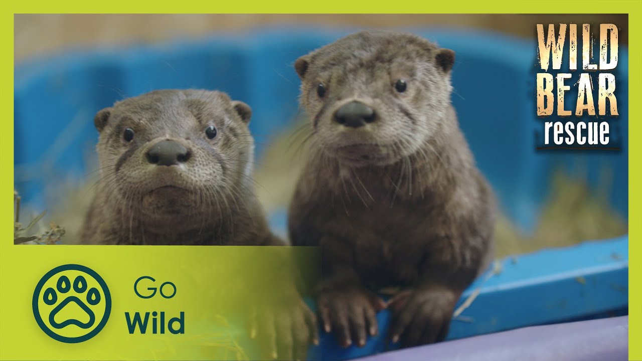 Documentary backdrop image for Catch and Release | Wild Bear Rescue S3E10 (2025)