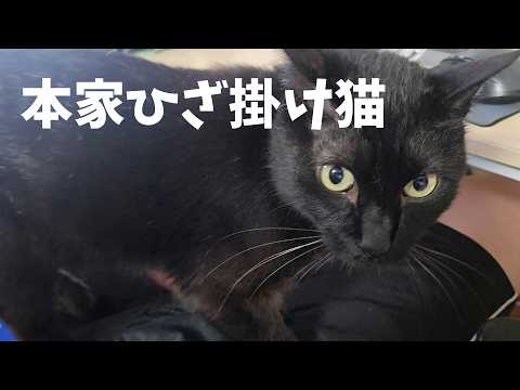 ごろ猫 Goro Returns to His Lap Blanket Business [Life with 4 Cats 1625s