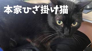 Goro Returns to His Lap Blanket Business [Life with 4 Cats 1625s