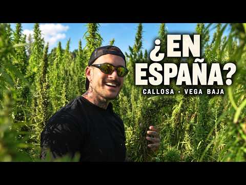 HEMP, MARIJUANA, AND THE LAW IN SPAIN | The Forgotten History of the Vega Baja