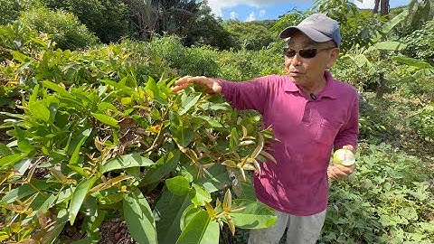 The Pruning Technique to Grow Fruit Trees at Waist Height