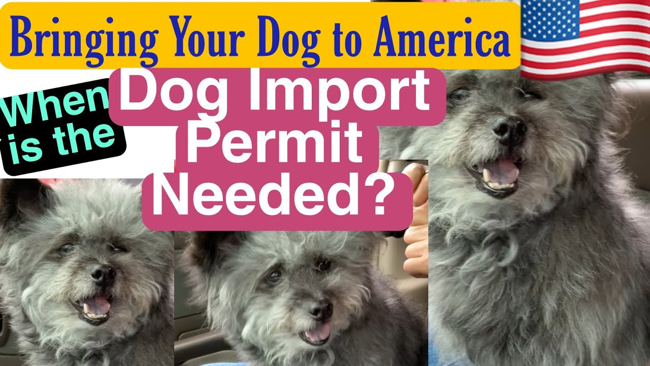 BRINGING YOUR DOG TO THE US June 2022 When is the DOG IMPORT PERMIT