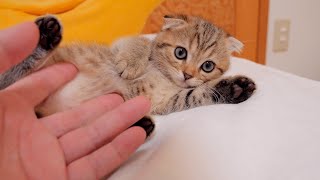 When you pet a kitten, it's cute how other kittens gather around it too.