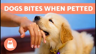 My DOG BITES My HANDS When I PET Them  (5 Reasons and Solutions)