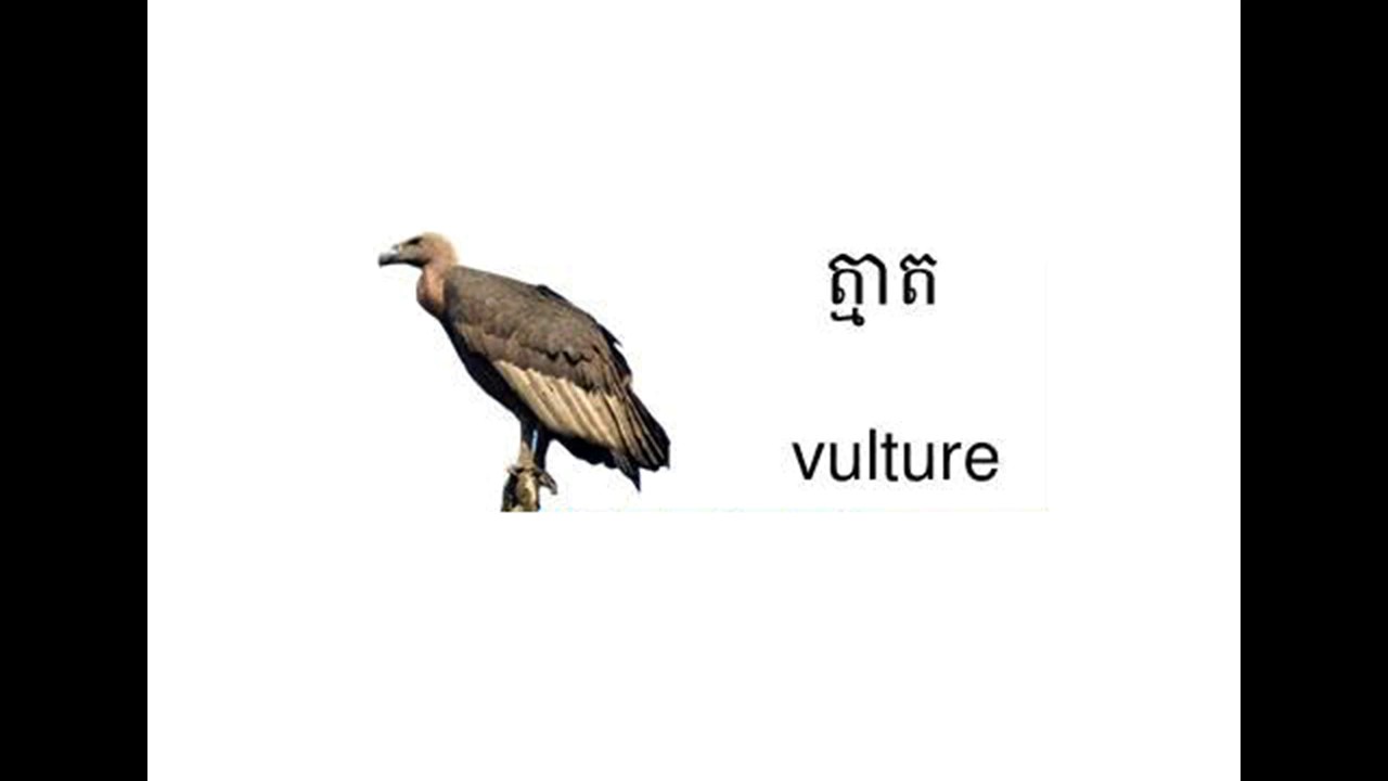 Name an animal (part 1) - YouTube