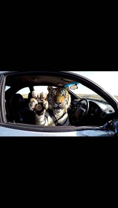 🐯✌🏻... #viral #shortvideo #shorts #short