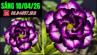 Sáng 180426 Sứ Thái Ghép Đủ Màu Lh 08.34567.192