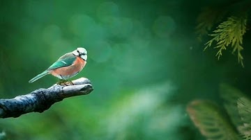 سورة الزلزلة - ترتیل بمقام نهاوند