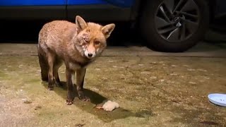 I So Wished I Could Bathe His Eye For Him