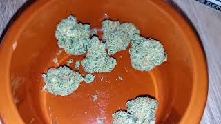 Bathera 25/1 Blue Z