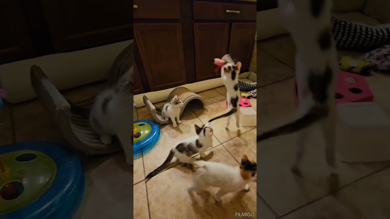 Calico Kittens Everywhere! | Save Our Strays 
