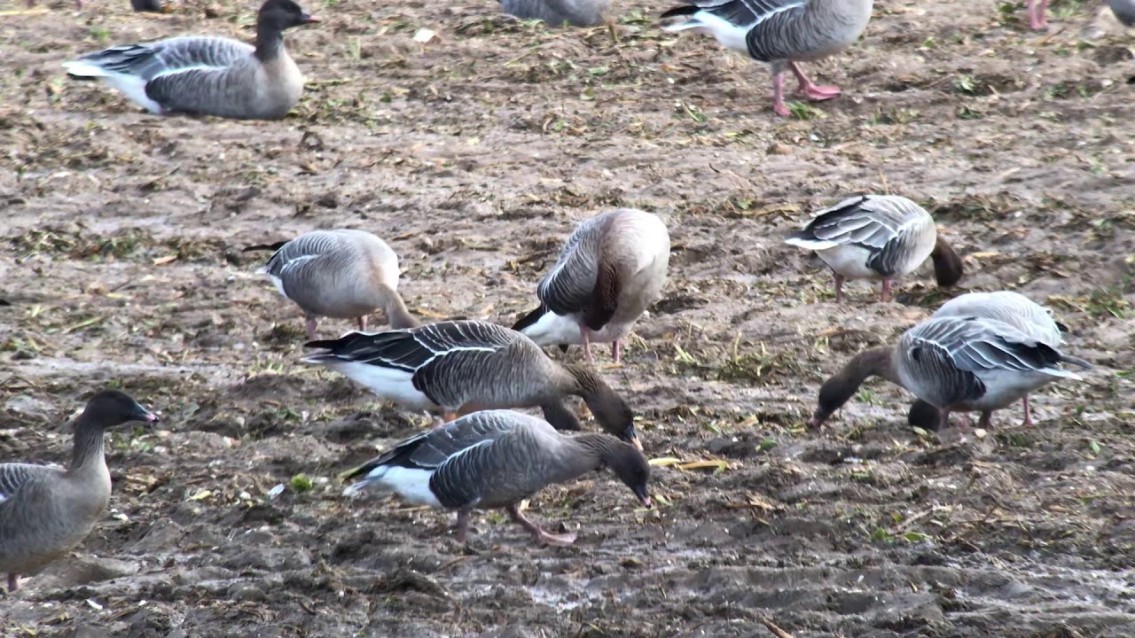 Tundra Bean Goose, Sedgeford Norfolk, Jan 2020 