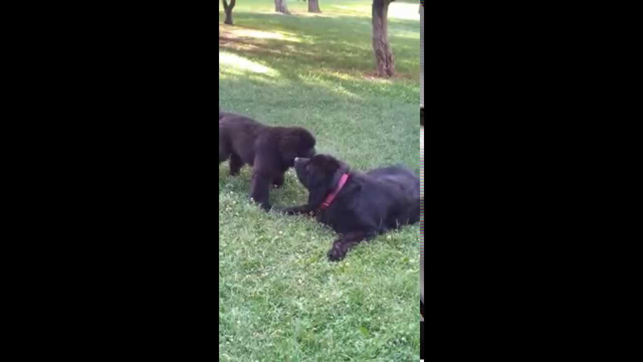 Fata degli Orsi (9 anni) e Baloo (4 mesi) - Cani di Terranova