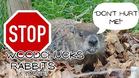Simple Fence That Stops Rabbits, Woodchucks, and MORE |No Digging Required