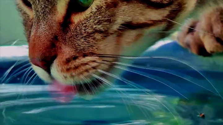 Watch the video about LYNX HYBRID - PUMA a Rare Desert Lynx Hybrid Drinking Water