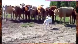 ПРИКОЛ БОКСЕР И СТАДО КОРОВ ПРИКОЛ БОКСЕР И СТАДО КОРОВ