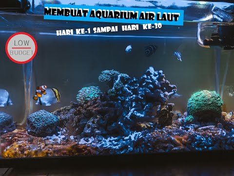 membuat-aquarium-air-laut-(hari-ke-1-s.d.-hari-ke-30)