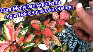 Cara Menyiram Aglaonema Agar Tidak Busuk Akar Dan Batang