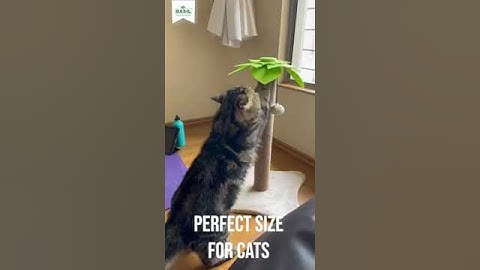 Best toy for Cat Scratcher With Danglers #cattoy