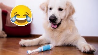 Funny Dog Reaction to Electric Toothbrush