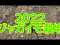 【ジャガイモ栽培】2022ジャガイモ栽培。3月11日の植え付から3週間、若葉が顔を出す