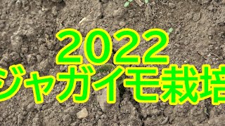 【ジャガイモ栽培】2022ジャガイモ栽培。3月11日の植え付から3週間、若葉が顔を出す