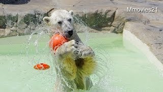 ダイレクトキャッチ成功!デナリのボールキャッチ~Polar Bear, Nice catch!