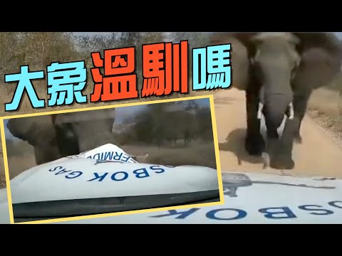 【on.cc東網】車主停車讓道　大象無端襲擊