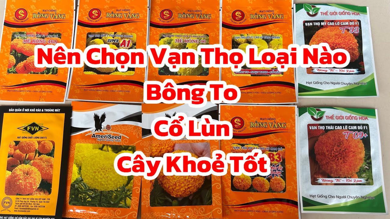 Nên Chọn Loại Vạn Thọ Nào Trồng Tết 2025 | Bông To - Cổ Lùn - Cứng Cây | Hoa Tết 2025